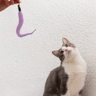 Cat Leashes