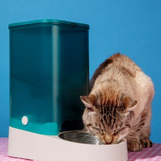 Cat Feeders