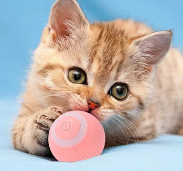 Cat Interactive Ball Training Self-moving Kitten Electric Cat Ball Other Cat Product 29 $ Whiskers