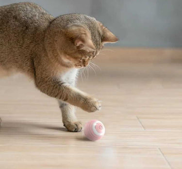 Cat Interactive Ball Training Self-moving Kitten Electric Cat Ball Other Cat Product 29 $ Whiskers