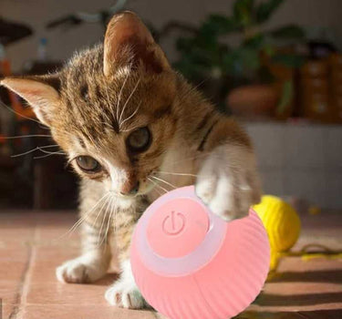 Cat Interactive Ball Training Self-moving Kitten Electric Cat Ball Other Cat Product 29 $ Whiskers