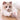 Cat Interactive Ball Training Self-moving Kitten Electric Cat Ball Other Cat Product 29 $ Whiskers