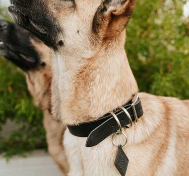 Leather Dog Collar - Classic Bags & Wallets Dog Collar 34 $ Whiskers