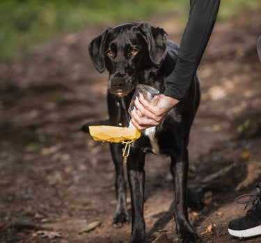 On the Go Water Bottle 14 Leashes, Collars & Petwear Dog Products Whiskers